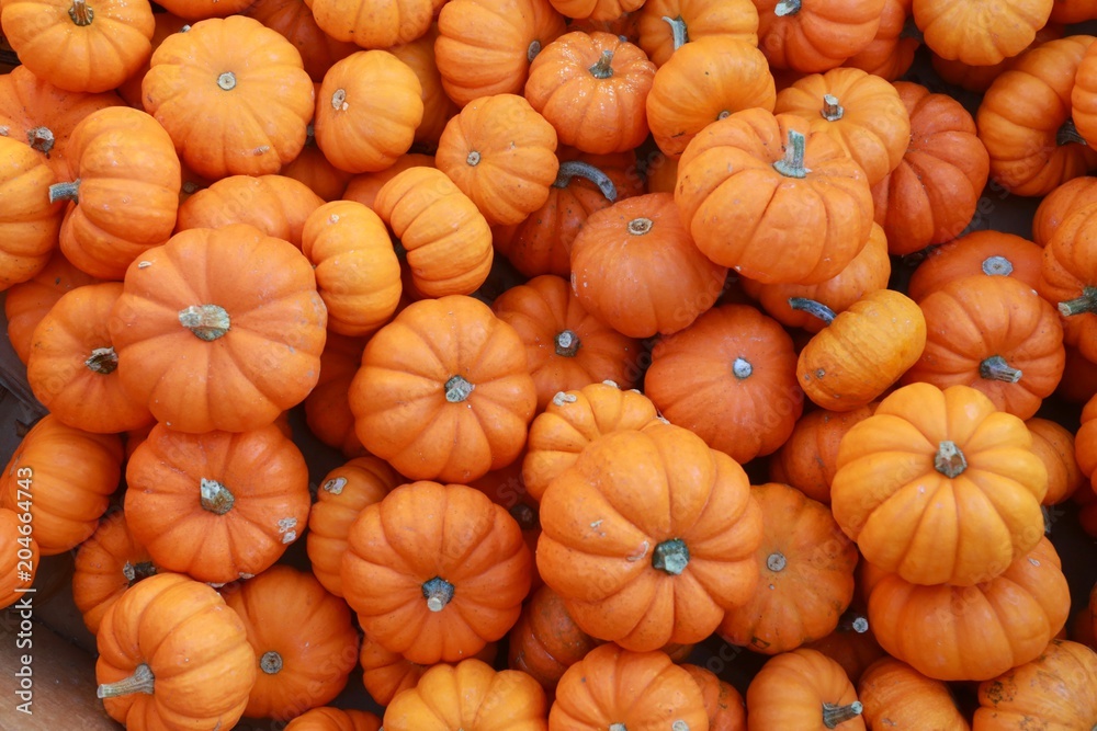 Mini-Pumpkins in the Afternoon Sun in an Outdoor Market in Burke, Virginia Mini-Pumpkins in the Afternoon Sun in an Outdoor Market in Burke, Virginia