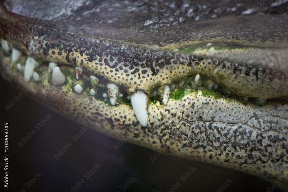 Fototapeta premium Crocodylus niloticus - Coccodrillo del Nilo