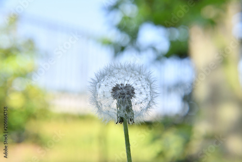 Dandelion