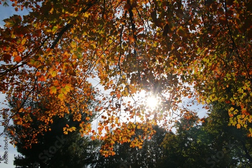 Afternoon Sun Gleams through Trees with Leaves Changing Color from Green to Orange in Burke  Virginia