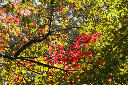 Leaves in Trees Changing Color from Green to Red Backlit by the Afternoon Sun against a Clear Blue Sky in Burke, Virginia