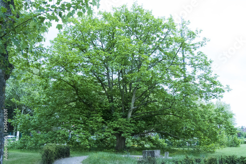 Pterocarya fraxinifolia - Noyer du Caucase photo