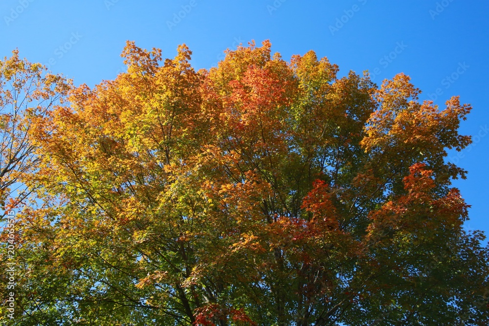 Leaves in Trees Changing Color from Green to Orange to Red Bathing in the Afternoon Sun against a Clear Blue Sky in Burke, Virginia Leaves in Trees Changing Color from Green to Orange to Red Bathing in the Afternoon Sun against a Clear Blue Sky in Burke, Virginia