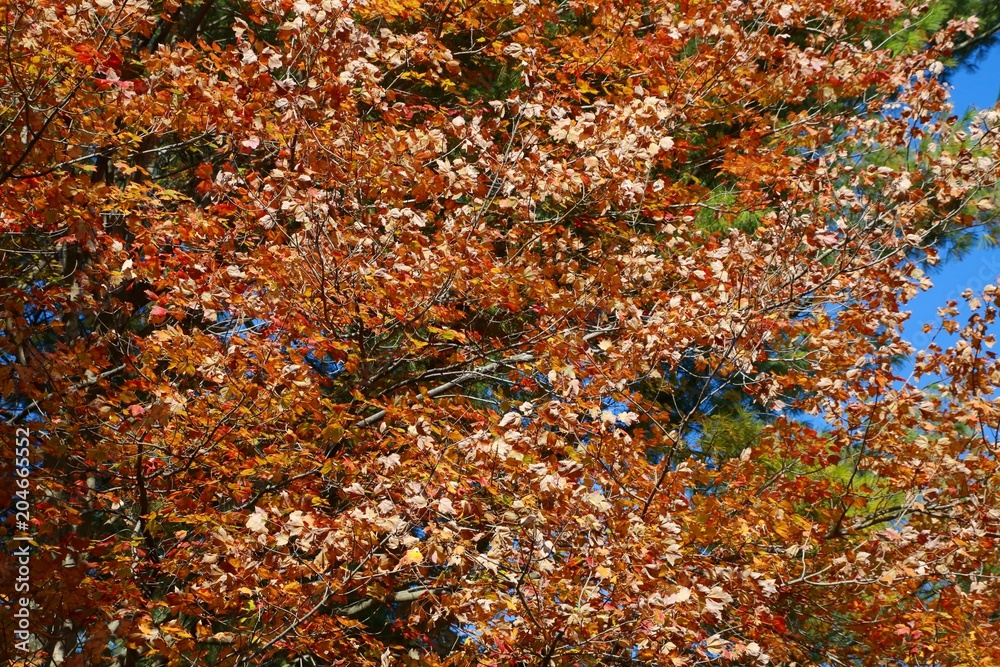 Orange Leaves in Trees Bathing in the Afternoon Sun against a Clear Blue Sky in Burke, Virginia Orange Leaves in Trees Bathing in the Afternoon Sun against a Clear Blue Sky in Burke, Virginia