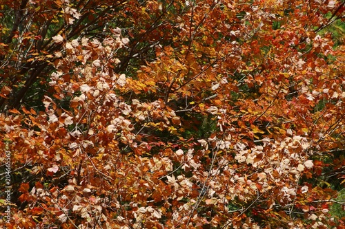 Orange Leaves in Trees Bathing in the Afternoon Sun in Burke, Virginia