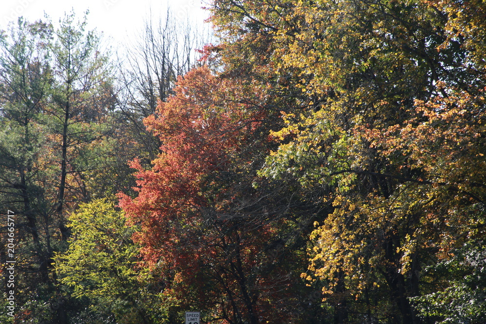 Trees with Leaves Changing Color from Green to Red Bathing in the Morning Sun in Burke, Virginia Trees with Leaves Changing Color from Green to Red Bathing in the Morning Sun in Burke, Virginia