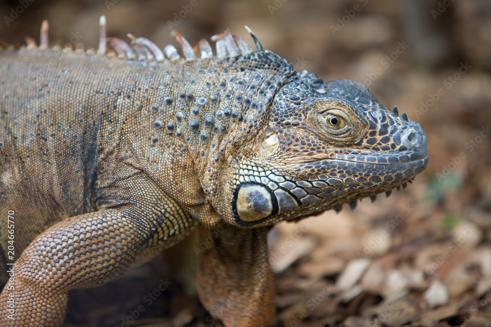 Iguana iguana - Iguana dai tubercoli