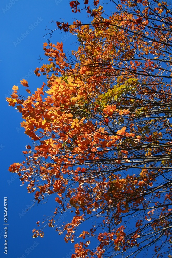 Orange Leaves on Tree Branches Bathed in the Afternoon Sun against a Clear Blue Sky Orange Leaves on Tree Branches Bathed in the Afternoon Sun against a Clear Blue Sky