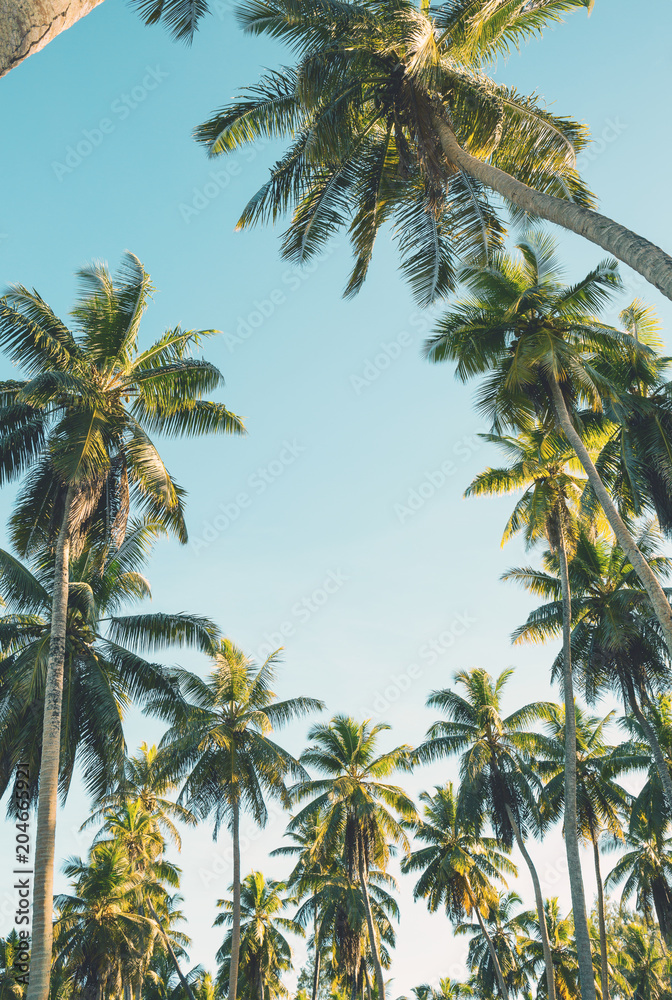 Tropical palm trees on clear summer sky background. Toned image Tropical palm trees on clear summer sky background. Toned image