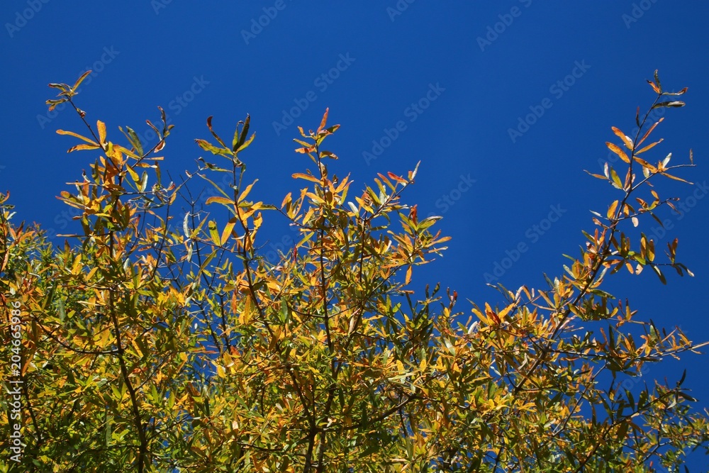 Trees with Leaves Changing Color from Green to Orange Bathing in the Afternoon Sun against a Clear Blue Sky in Burke, Virginia Trees with Leaves Changing Color from Green to Orange Bathing in the Afternoon Sun against a Clear Blue Sky in Burke, Virginia