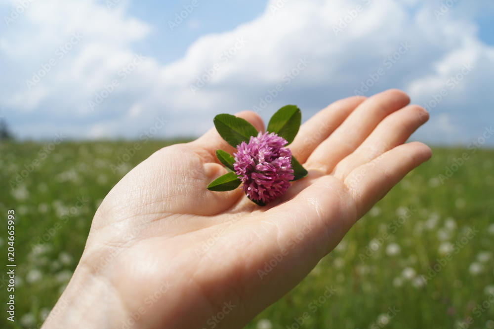 flower clover in hand on background of field and sky flower clover in hand on background of field and sky