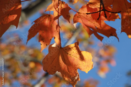 Orange Leaves in a Tree Backlit by the Afternoon Sun against a Clear Blue Sky photo