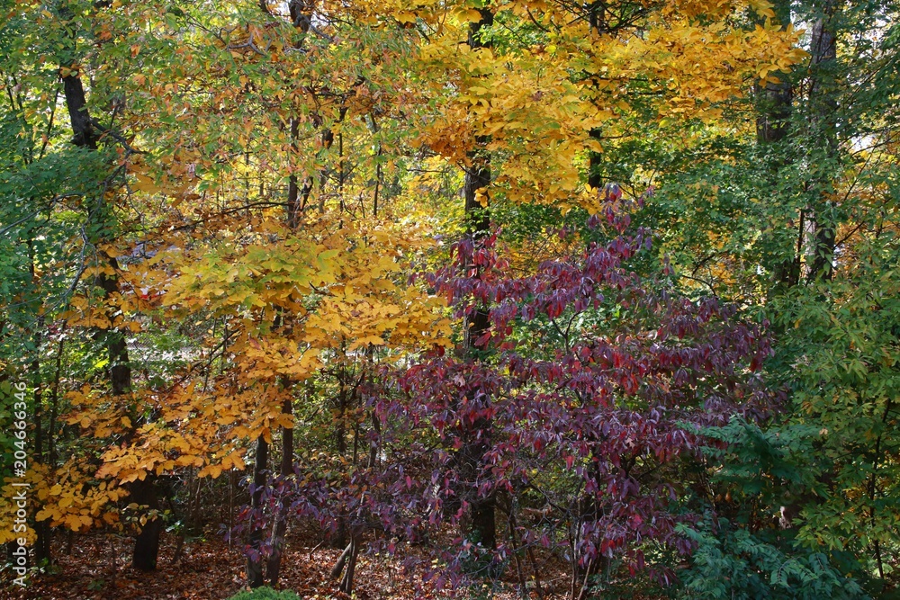 Autumn Leaves Changing Color from Green to Yellow to Purple in a Forest in Burke, Virginia Autumn Leaves Changing Color from Green to Yellow to Purple in a Forest in Burke, Virginia