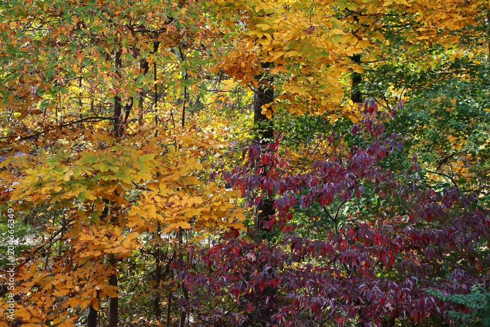 Autumn Leaves Changing Color from Green to Yellow to Purple in a Forest in Burke, Virginia Autumn Leaves Changing Color from Green to Yellow to Purple in a Forest in Burke, Virginia