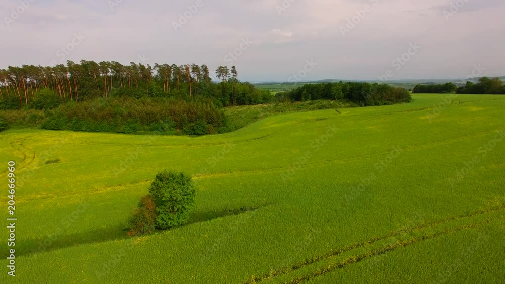 rural landscape with grassy hills, meadow, and trees rural landscape with grassy hills, meadow, and trees