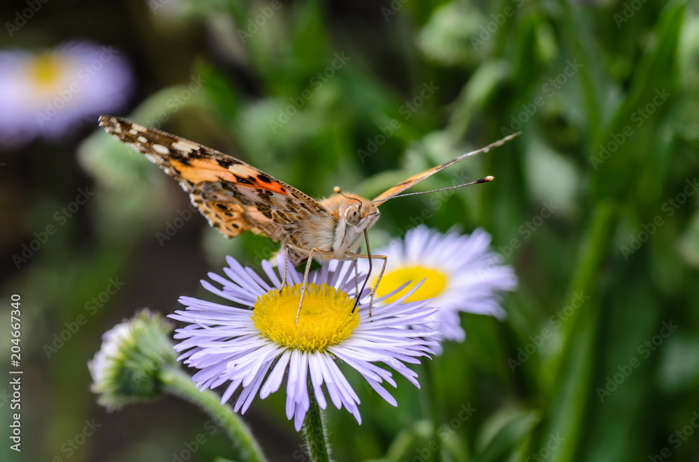Butterfly vanessa cardui collects nectar Butterfly vanessa cardui collects nectar