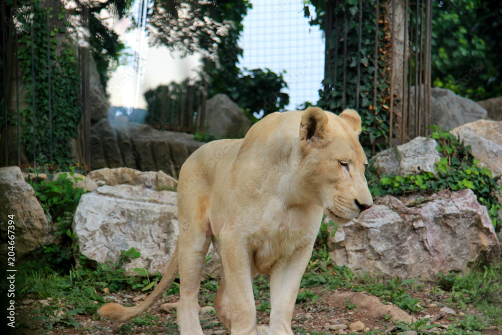 Obraz premium White lion at the zoo