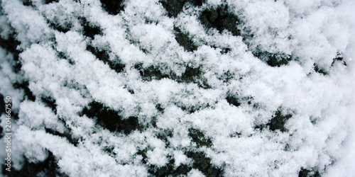 Canvas Print Tree trunk covered with snow