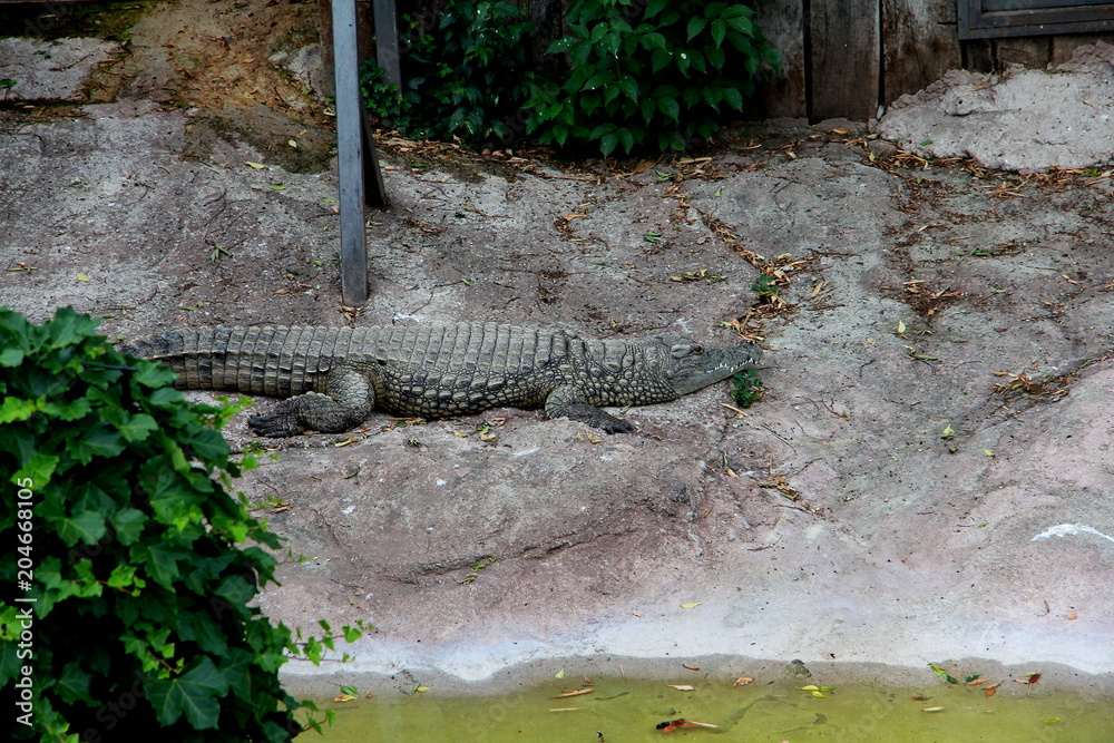 Obraz premium Alligators at the zoo