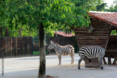 Zebra at the zoo photo