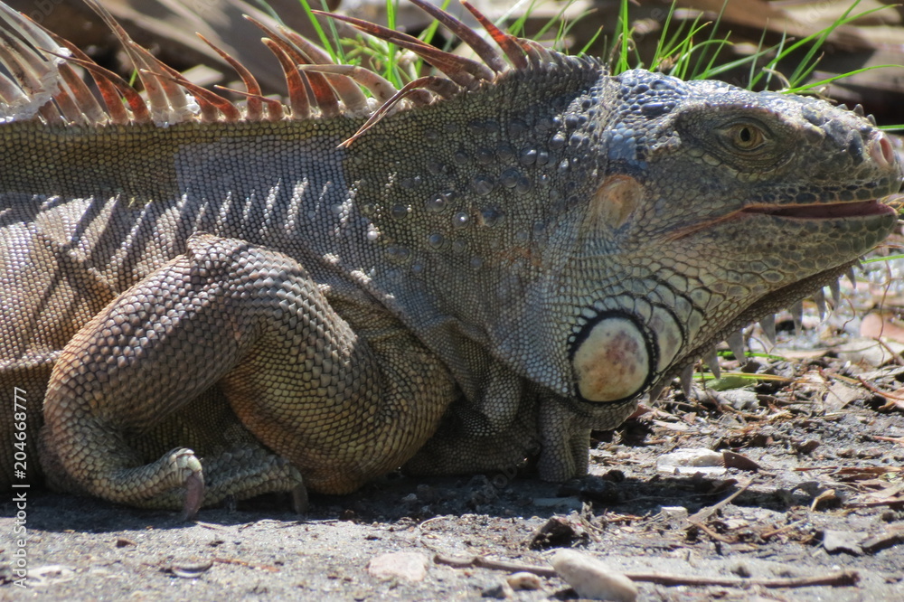 Fototapeta premium Iguana