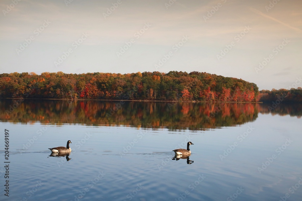 Two Ducks on Water in the Morning with Trees in the Background Leaves Changing Color in Burke Lake Park, Virginia