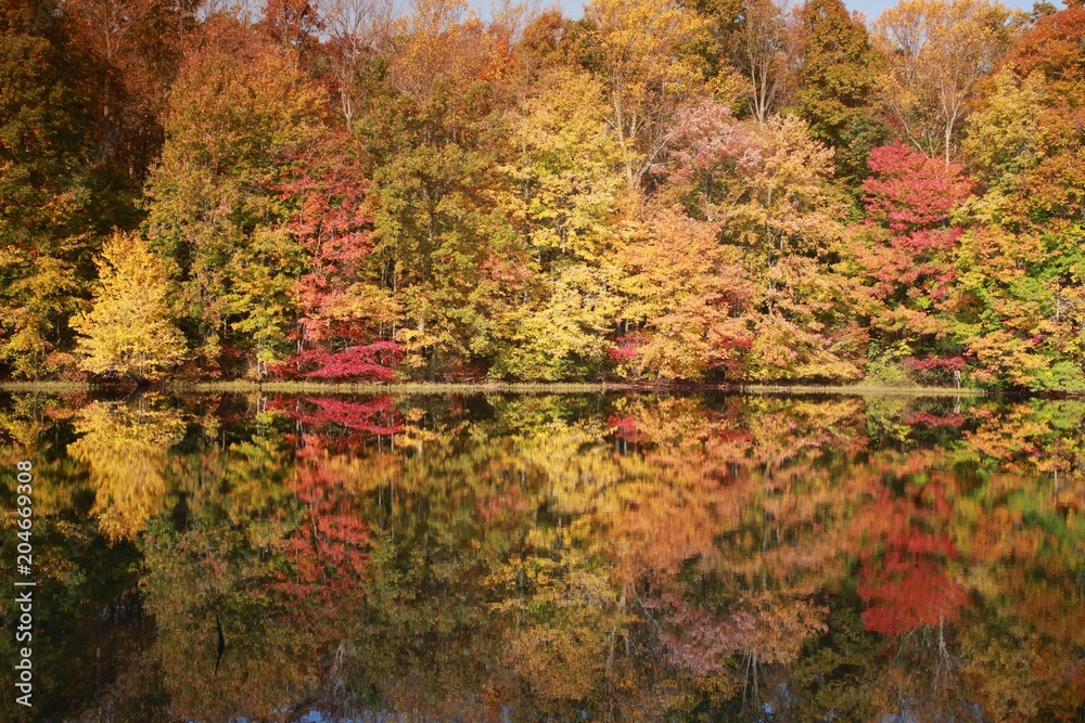 Trees with Leaves Changing Color Reflected in Calm Lake in the Morning Sun in Burke, Virginia in October