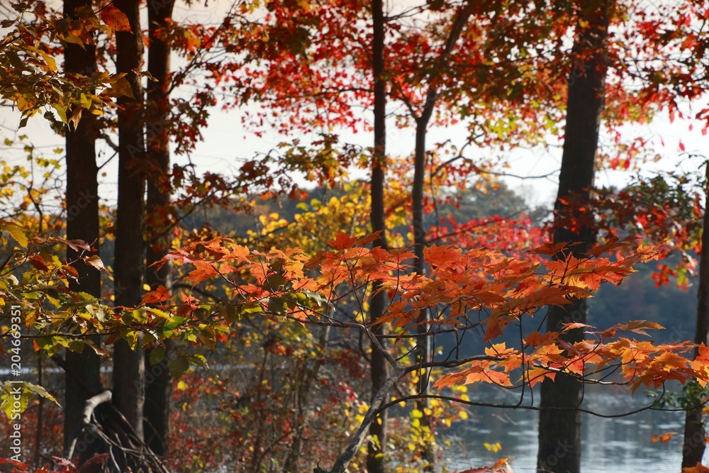 Trees with Leaves Changing Color against Lake Back-Lit by the Morning Sun in Burke, Virginia in October