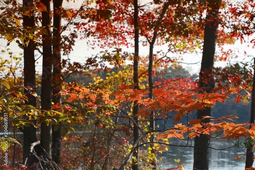 Trees with Leaves Changing Color against Lake Back-Lit by the Morning Sun in Burke, Virginia in October