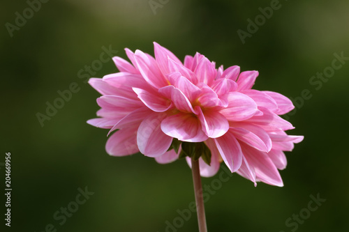 Fototapeta Naklejka Na Ścianę i Meble -  Dahlien (Dahlia)