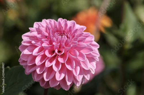 Fototapeta Naklejka Na Ścianę i Meble -  Dahlie (Dahlia)