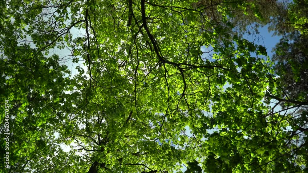 Crowns of trees with bright afternoon sun and rays. Crowns of trees with bright afternoon sun and rays.