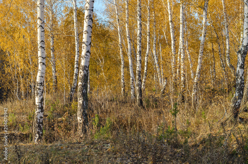Birch Forest In Autumn. Landscape At Sunset Of The Day.