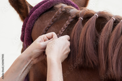 closeup of woman braid detail with the hairs of the mane of a horse in riding club