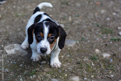 Beagle puppy