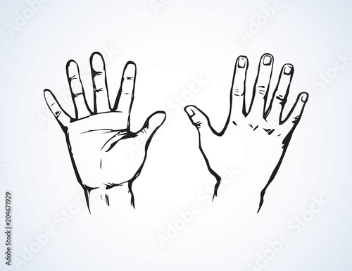 Palm. Vector drawing