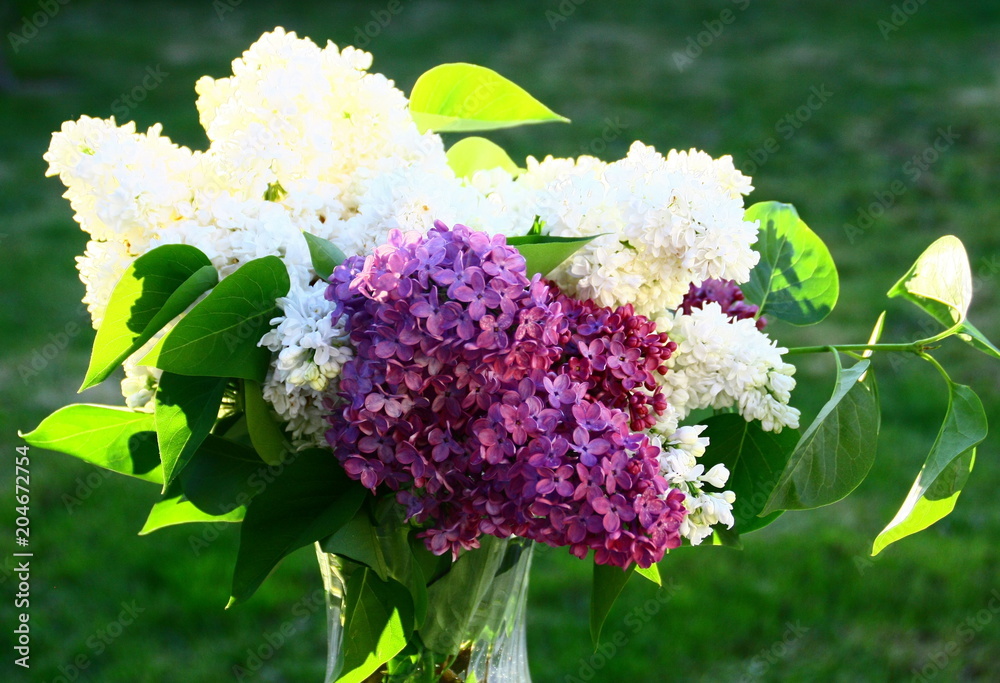 bouquet de lilas mauve et blanc Stock Photo | Adobe Stock