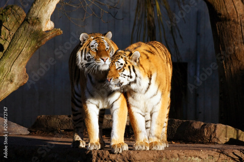 Two Siberian tigers   Panthera tigris altaica . Amur tiger.