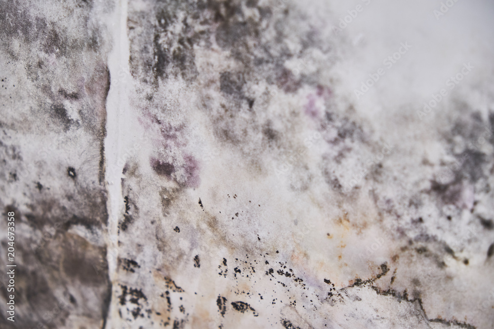 Black mold buildup in the corner of an old house. development of mildew under the Wallpaper Black mold buildup in the corner of an old house. development of mildew under the Wallpaper