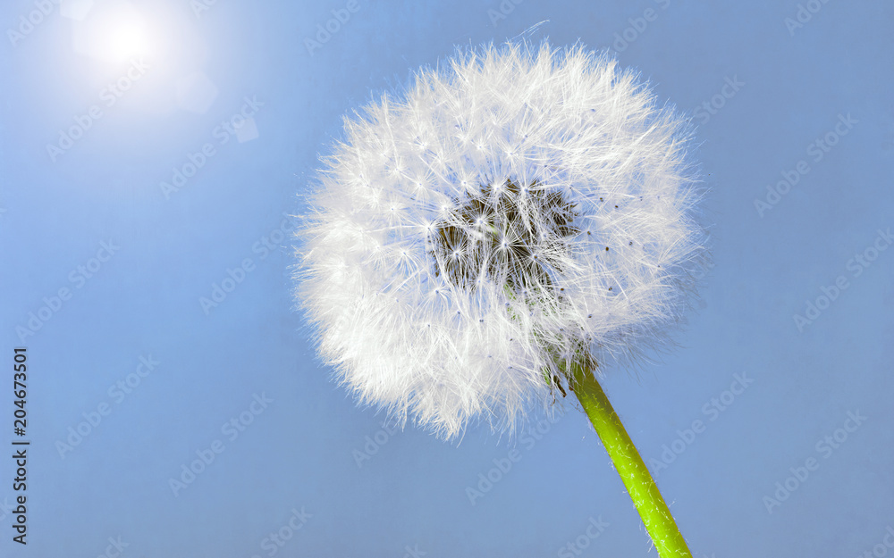 Dandelion seed head against light blue sky with sun. Close up. Copy space.