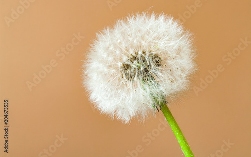 Dandelion seed head against soft background. Close up. Copy space.Deep focus.