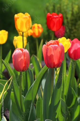 Beautiful spring nature background with tulips. Back yard of a private house flower bed with bright blooming tulips in sunlight close up in a shallow depth of field. Vertical composition. © Maryna