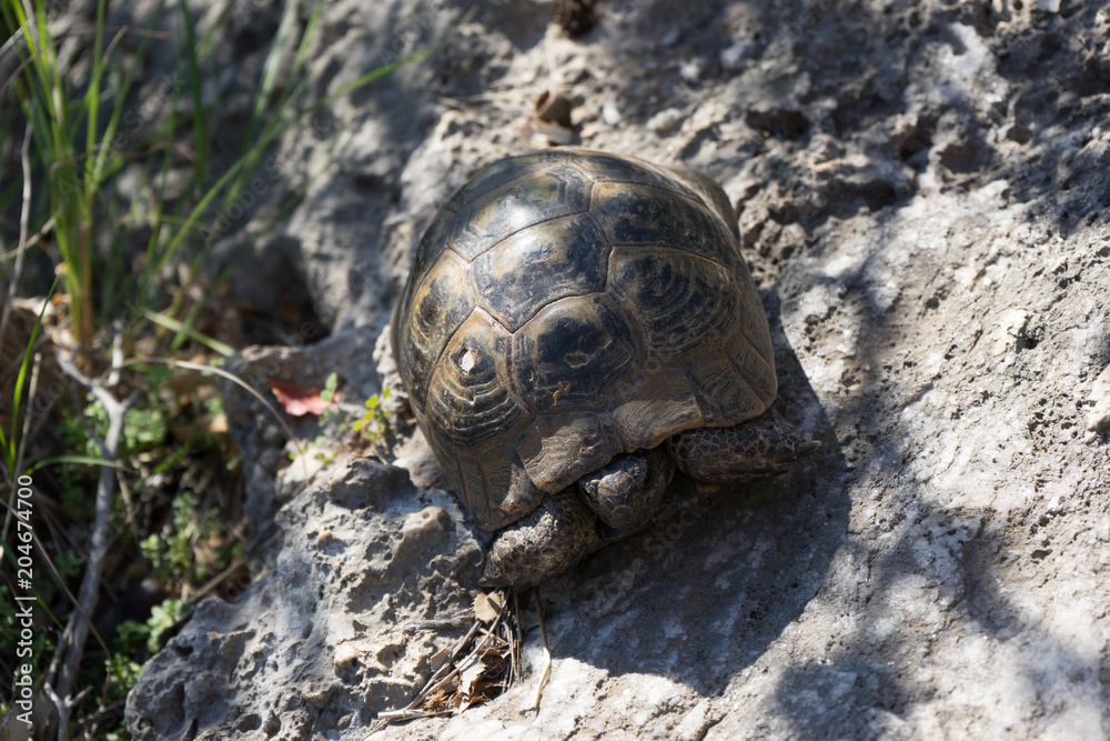 Obraz premium Little turtle is hiding his head
