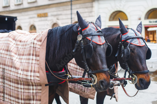 Canvas Print Horse-driven carriage wagon at the street in Vienna, Austria