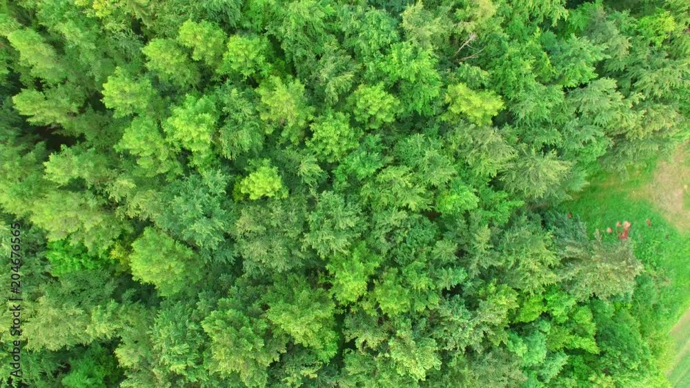 Aerial view camera moves rising up from the green forest of densely mixed treetops Aerial view camera moves rising up from the green forest of densely mixed treetops