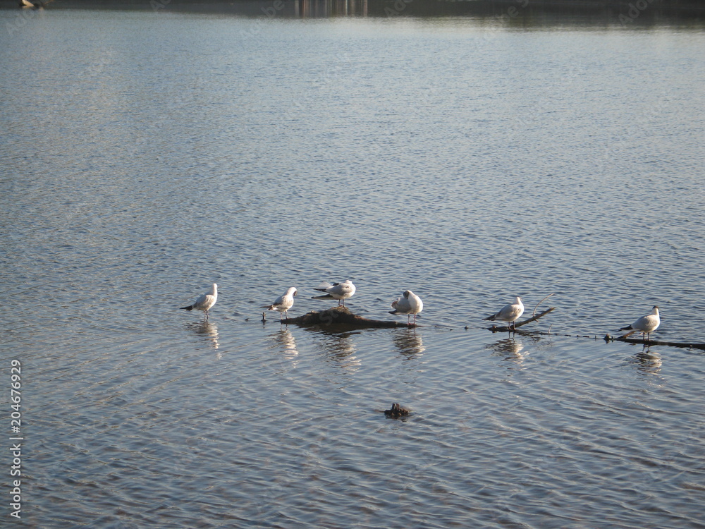 seagulls sitting on the water