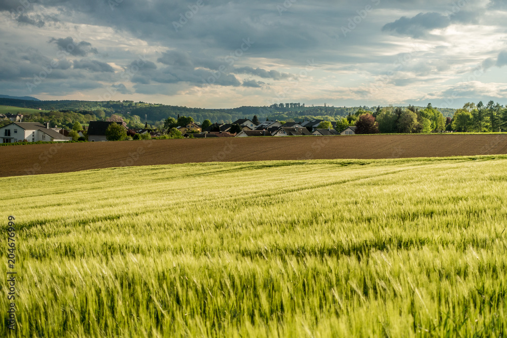 Getreideanbau im Frühjahr