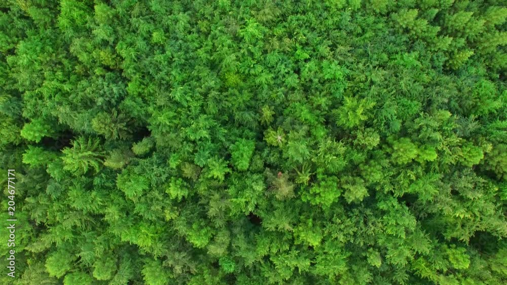 Aerial view above treetops. Summer mixed forest in the middle of Europe. Aerial view above treetops. Summer mixed forest in the middle of Europe.