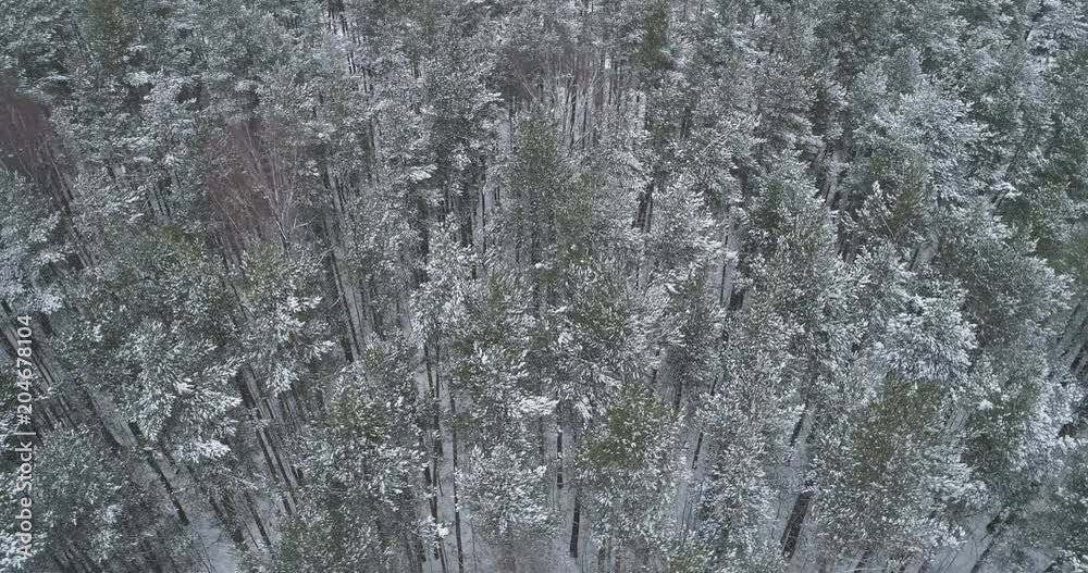 Aerial orbit fly over winter frozen pine forest Aerial orbit fly over winter frozen pine forest
