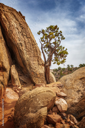 Cohab Canyon is a popular destination in Capitol Reef National Park. The trail reveals broken, potmarked strata and jumbled boulders, composed of rock colored variously brown, red, white and yellow. photo